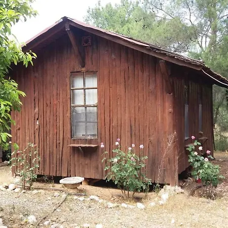 Jungle Bells Albergue *